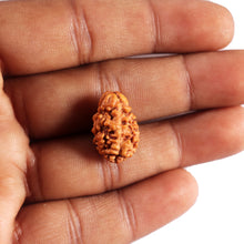 Load image into Gallery viewer, 2 Mukhi Rudraksha from Nepal - Bead No. 189
