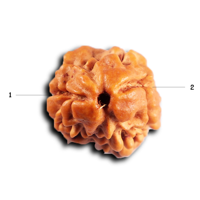 2 Mukhi Rudraksha from Nepal - Bead No. 190