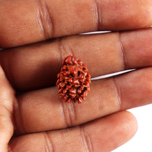 Load image into Gallery viewer, 2 Mukhi Rudraksha from Nepal - Bead No. 191
