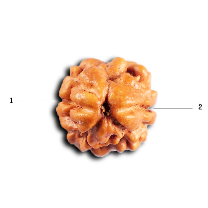 2 Mukhi Rudraksha from Nepal - Bead No. 192
