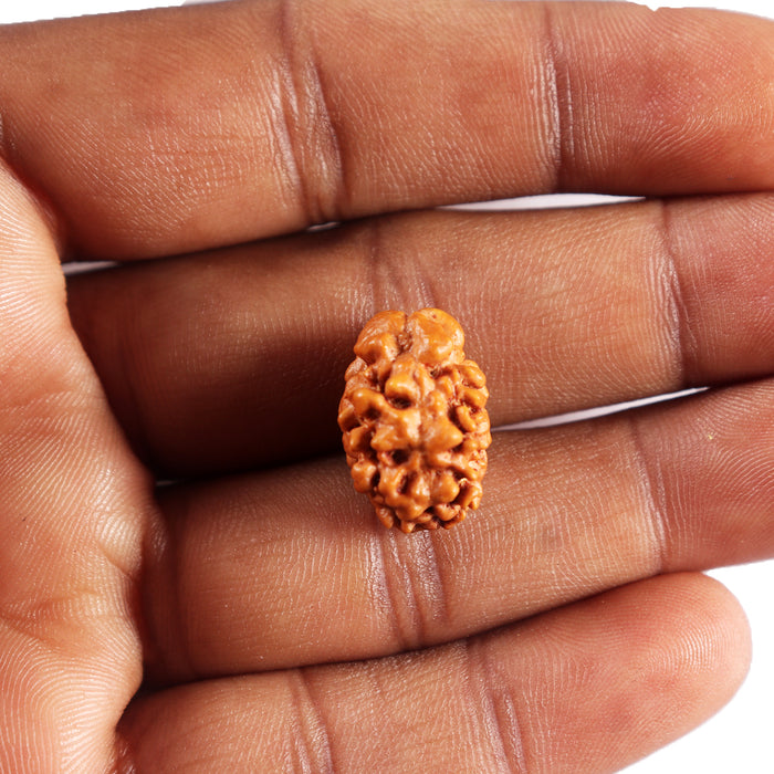 2 Mukhi Rudraksha from Nepal - Bead No. 192