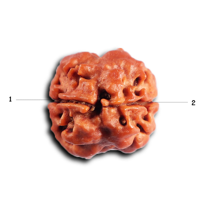 2 Mukhi Rudraksha from Nepal - Bead No. 193