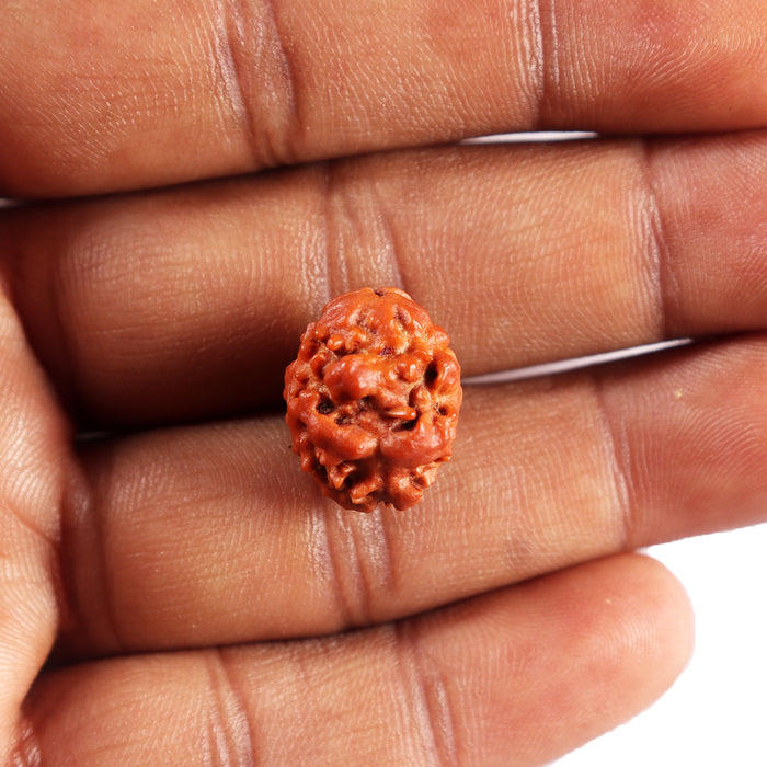 2 Mukhi Rudraksha from Nepal - Bead No. 193