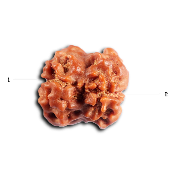2 Mukhi Rudraksha from Nepal - Bead No. 195