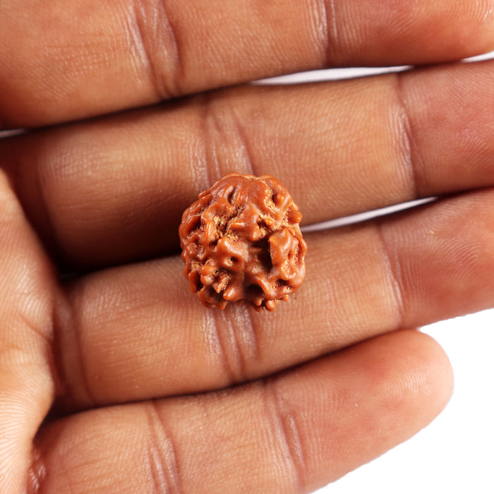 2 Mukhi Rudraksha from Nepal - Bead No. 195