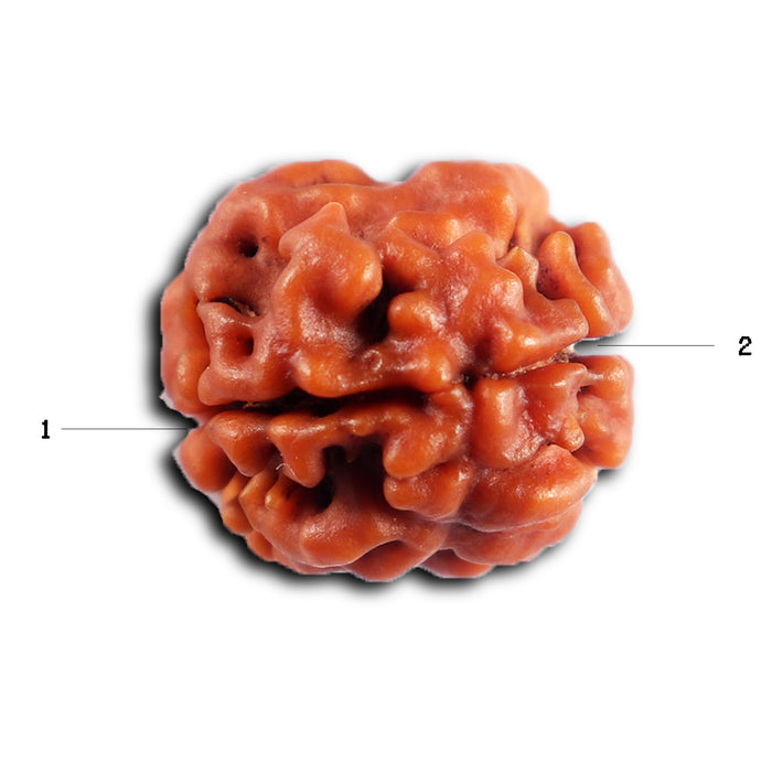 2 Mukhi Rudraksha from Nepal - Bead No. 197