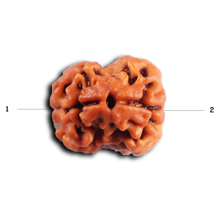 2 Mukhi Rudraksha from Nepal - Bead No. 199