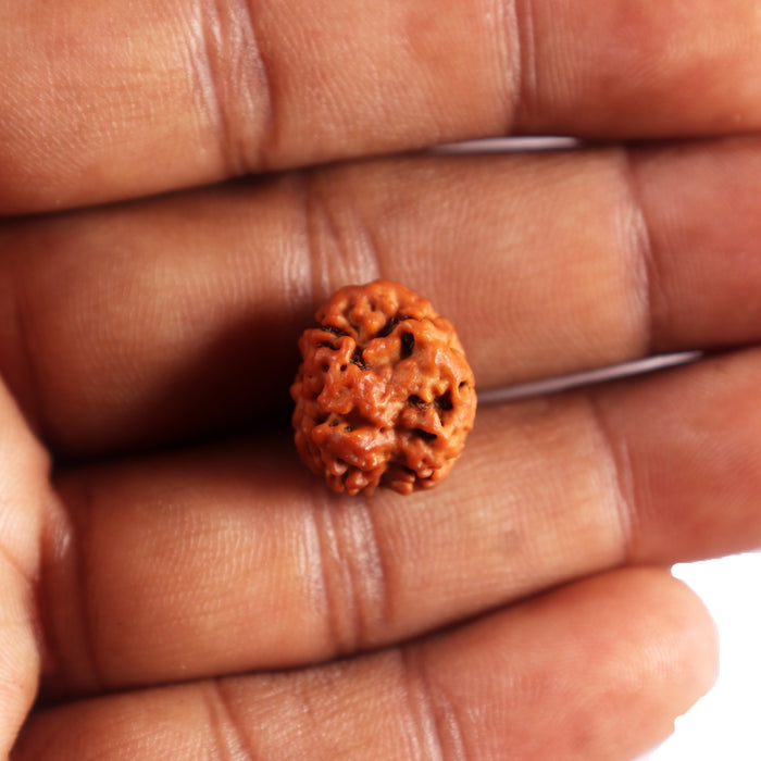2 Mukhi Rudraksha from Nepal - Bead No. 199