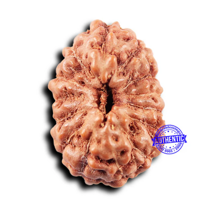 14 mukhi Indonesian Rudraksha -  Bead No. 300