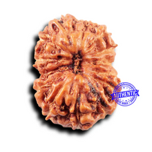 Load image into Gallery viewer, 14 mukhi Indonesian Rudraksha -  Bead No. 303
