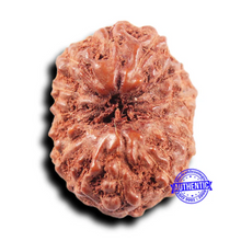 Load image into Gallery viewer, 14 mukhi Indonesian Rudraksha -  Bead No. 304
