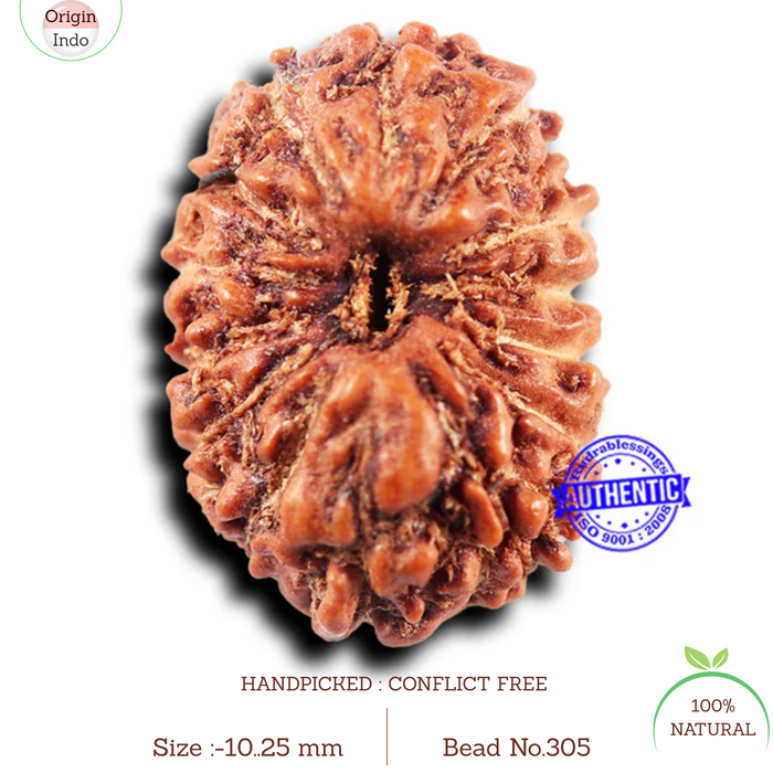 14 mukhi Indonesian Rudraksha -  Bead No. 305