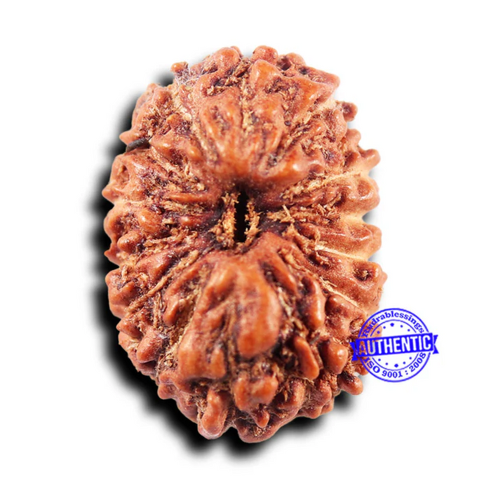 14 mukhi Indonesian Rudraksha -  Bead No. 305