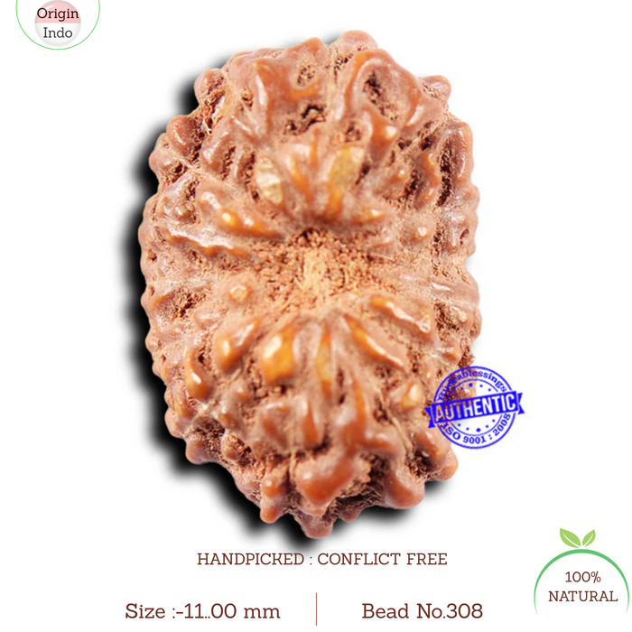 14 mukhi Indonesian Rudraksha -  Bead No. 308