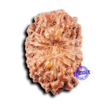 Load image into Gallery viewer, 14 mukhi Indonesian Rudraksha -  Bead No. 308
