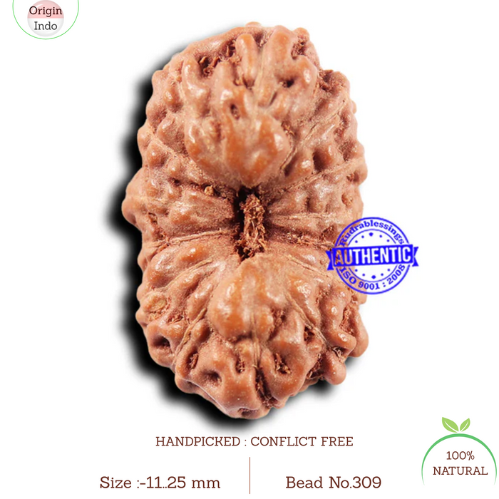 14 mukhi Indonesian Rudraksha -  Bead No. 309