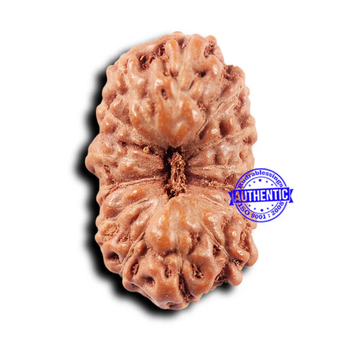 14 mukhi Indonesian Rudraksha -  Bead No. 309