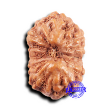 Load image into Gallery viewer, 14 mukhi Indonesian Rudraksha -  Bead No. 316
