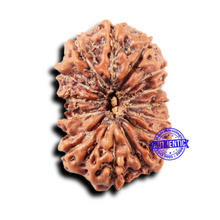 Load image into Gallery viewer, 14 mukhi Indonesian Rudraksha -  Bead No. 323

