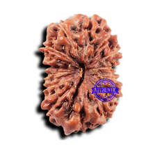 Load image into Gallery viewer, 14 mukhi Indonesian Rudraksha -  Bead No. 324
