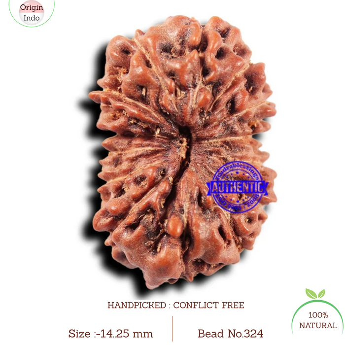 14 mukhi Indonesian Rudraksha -  Bead No. 324
