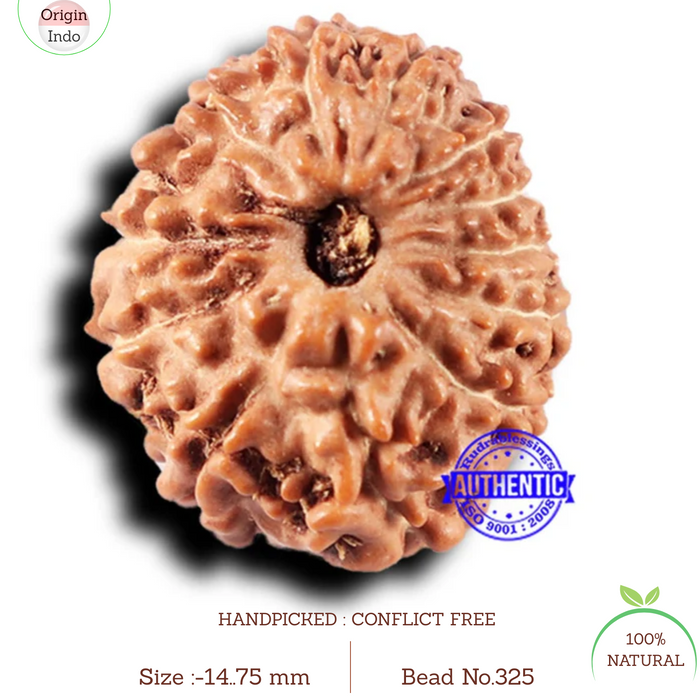 14 mukhi Indonesian Rudraksha -  Bead No. 325