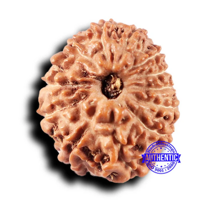 14 mukhi Indonesian Rudraksha -  Bead No. 325
