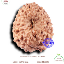 Load image into Gallery viewer, 14 mukhi Indonesian Rudraksha -  Bead No. 329
