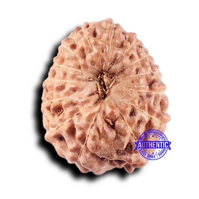 14 mukhi Indonesian Rudraksha -  Bead No. 329