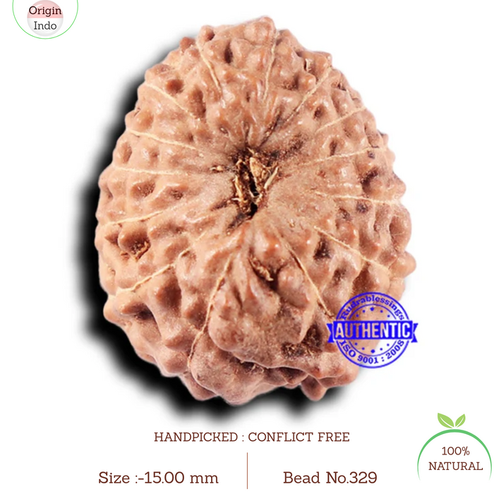 14 mukhi Indonesian Rudraksha -  Bead No. 329