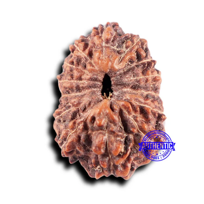 14 mukhi Indonesian Rudraksha -  Bead No. 331