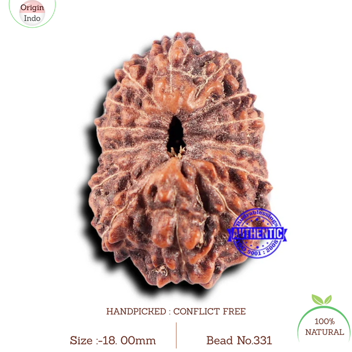 14 mukhi Indonesian Rudraksha -  Bead No. 331