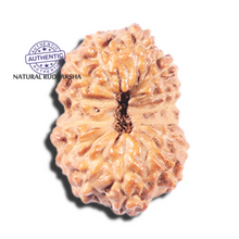 Load image into Gallery viewer, 14 mukhi Indonesian Rudraksha -  Bead No. 338
