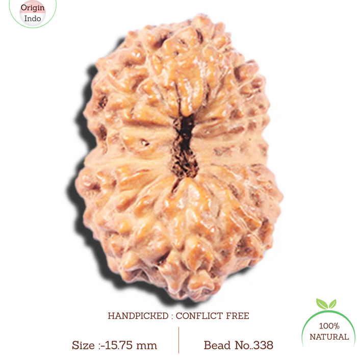 14 mukhi Indonesian Rudraksha -  Bead No. 338
