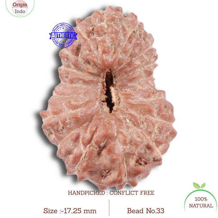 17 Mukhi Rudraksha from Indonesia - Bead No. 33