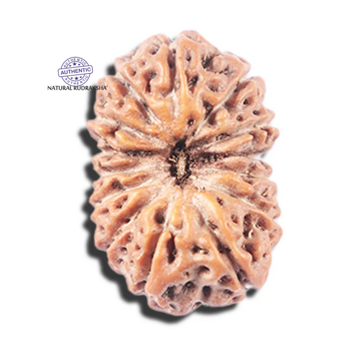 14 mukhi Indonesian Rudraksha -  Bead No. 342