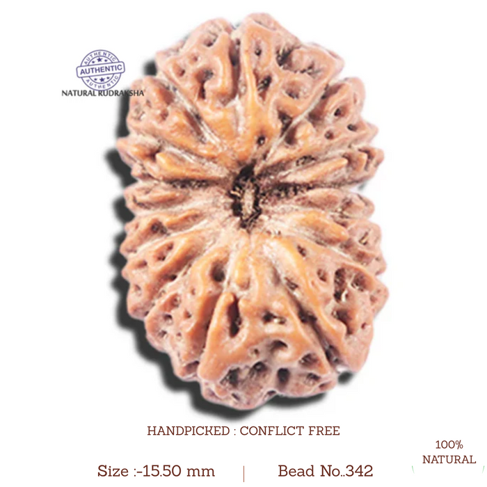 14 mukhi Indonesian Rudraksha -  Bead No. 342