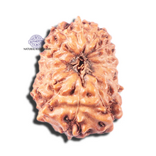 Load image into Gallery viewer, 14 mukhi Indonesian Rudraksha -  Bead No. 345
