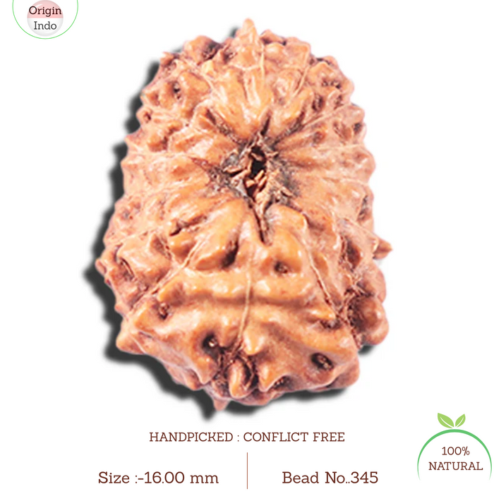 14 mukhi Indonesian Rudraksha -  Bead No. 345
