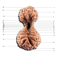 Load image into Gallery viewer, 34 Mukhi Rudraksha from Indonesia

