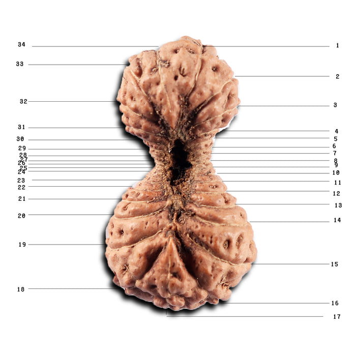 34 Mukhi Rudraksha from Indonesia