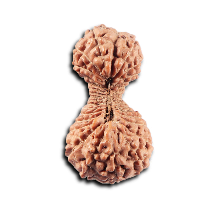 34 Mukhi Rudraksha from Indonesia