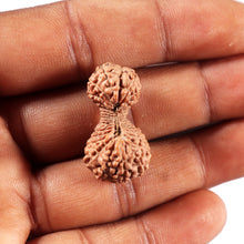Load image into Gallery viewer, 34 Mukhi Rudraksha from Indonesia
