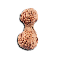 Load image into Gallery viewer, 34 Mukhi Rudraksha from Indonesia
