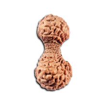 Load image into Gallery viewer, 34 Mukhi Rudraksha from Indonesia
