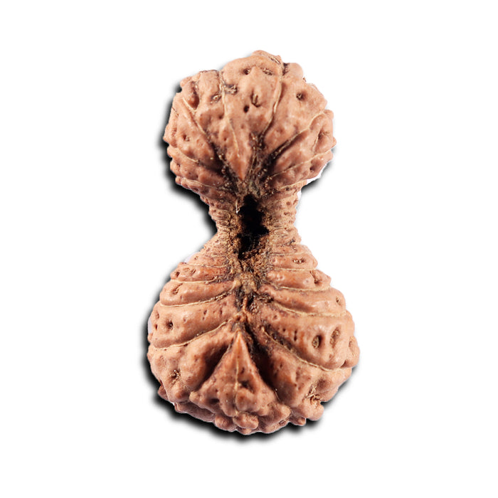 34 Mukhi Rudraksha from Indonesia