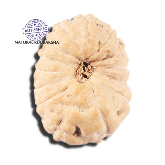 14 mukhi Indonesian Rudraksha -  Bead No. 350