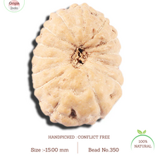 Load image into Gallery viewer, 14 mukhi Indonesian Rudraksha -  Bead No. 350
