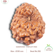 Load image into Gallery viewer, 14 mukhi Indonesian Rudraksha -  Bead No. 352
