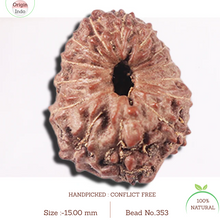 Load image into Gallery viewer, 14 mukhi Indonesian Rudraksha -  Bead No. 353
